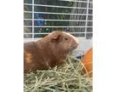 Adopt Vander (bonded w/Dahli) (ID# A0052359422) a Guinea Pig
