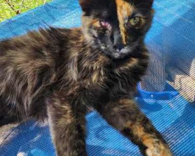 Antoinette is a small, cute tortie. She had an eye injury in the past in her right eye but it doesn't affect her or require any special care. We do not remove a cat's eye unless recommended by the vet and the vet said it wasn't necessary. She gets along with other cats and small dogs. She is a sweet girl that you can hold but she will be cautious at first and will need a period of adjustment in...