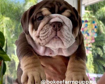 1 Male Bulldog Puppy for Sale