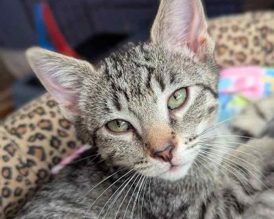 Freya - Domestic Shorthair Female Kitten for Adoption