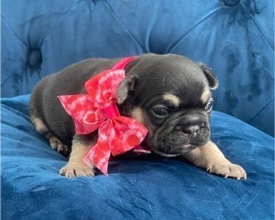 MUFFIN - French Bulldog Female Puppy for Adoption