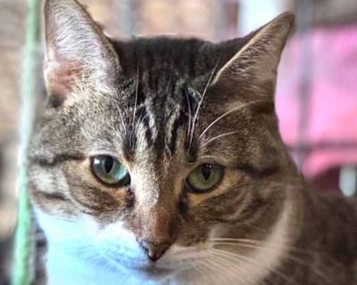 Batgirl \u201cNicole\u201d - American Shorthair Female Cat for Adoption