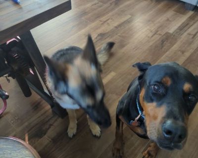 German Shepherd & Doberman Dogs - Free