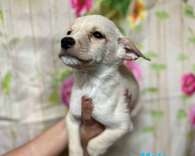 Slim - Border Collie Male Puppy for Adoption