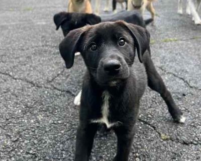 Lola Pup: Whitney - Great Pyrenees/Mixed Breed (Medium) Mix Female Puppy for Adoption
