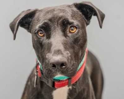 Lucy - Labrador Retriever/Mixed Breed (Medium) Mix Female Dog for Adoption