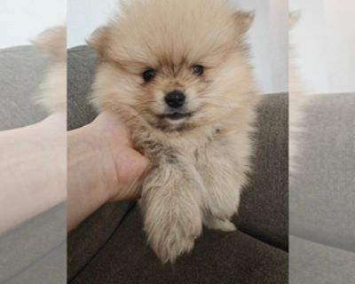 8 Weeks Old * Size at Maturity: Small * Availability Date: 11/17/2025 * Shipping Area: Pick Up Only * Payment Method: Cash *. Adorable sable cream pom boy. Projected adult weight 6-6.5 lbs. Potty trained to go outside, will come with vaccination record (first shot and deworming). Message 916-821-9two97 for more info and pics Items Included: Current vaccinations