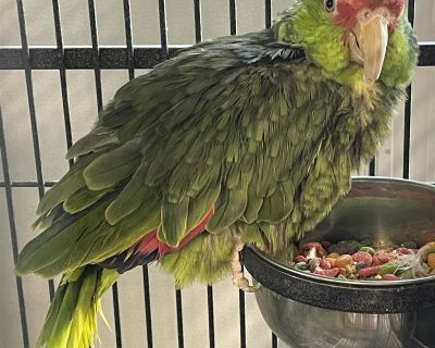 Craigslist pets hot sale birds