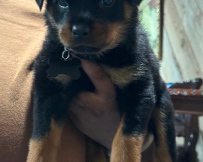 AKC German Rott pups