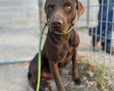 Young. Brown/chocolate. Hair: short. Microchipped. Adoption process ADOPTION PROCESS: ADOPTIONS MUST BE MADE IN PERSON at Fort Worth Chuck Silcox Animal Care and Control OR the specified PetSmart location. Please refer to the pet you are interested by their animal ID number; not their stated name. Adopters will be asked to complete an adoption application and provide valid ID showing that they ...