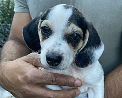 Latch - Jack Russell Terrier/Beagle Mix Male Puppy for Adoption