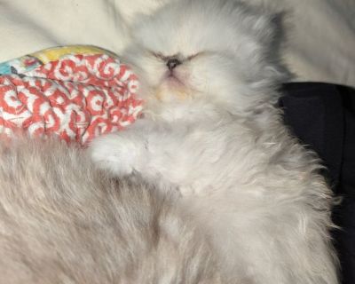 Persian Himalayan kittens