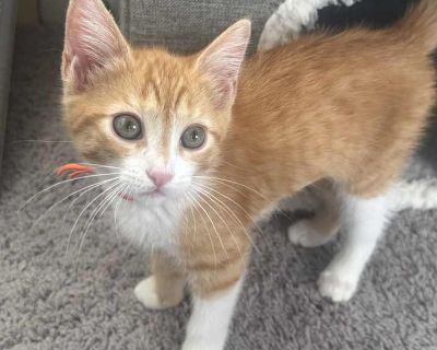 Meadow - Domestic Shorthair Female Kitten for Adoption