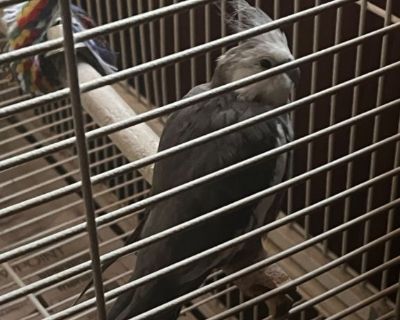 Cockatiel, parakeet and huge cage