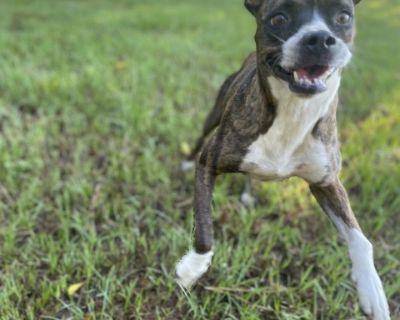 Autumn - Boxer Mix Female Dog for Adoption