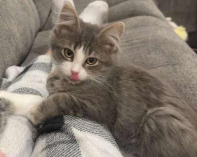 dob 8/15/25. Purebred. Breed Domestic Longhair Color Age Kitten Sex Male Pet ID 22054782 Hair Length