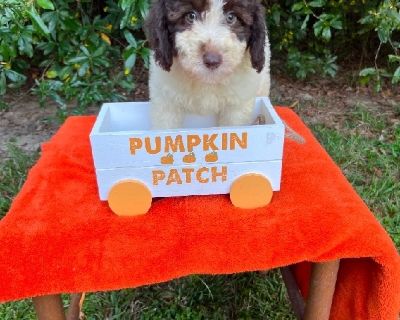 Mini Golden Doodles Mini golden doodles are super sweet and great for any family size. You get shot and worming records and registered papers. We will also deliver. Asking 500 for more information and pictures call 504-432-3965 504-432-3965