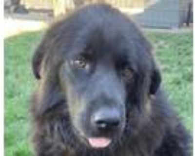 Adopt Bagel a Tibetan Mastiff