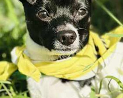 Yin - Chihuahua/Jack Russell Terrier Mix Male Dog for Adoption