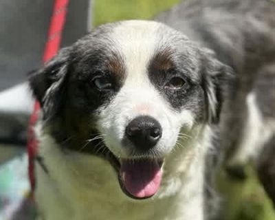 Carlita - Australian Shepherd Female Dog for Adoption