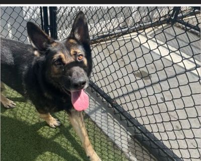 He has been abandoned at our pet resort. We can't continue to house him and will have to give him to Memphis animal shelter. We don't want to send him there because it's a kill facility, but no other shelter will take him.