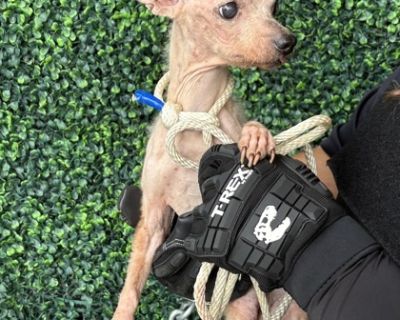 Health Vaccinations up to date.. Puppy Female Small White / Cream