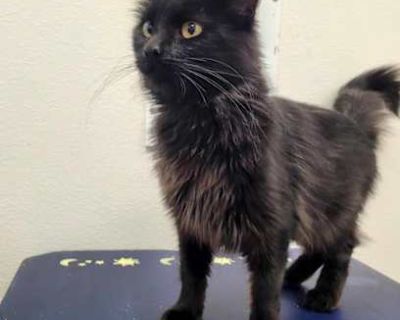 Shots current Spayed / Neutered. Breed Domestic Mediumhair Color Age 1 year 1 month old, Young Sex Female Pet ID S-11877 Hair Length short