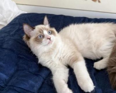 Household pet. Breeding allowed. Not registered. Shot. Beautiful sweet kitty