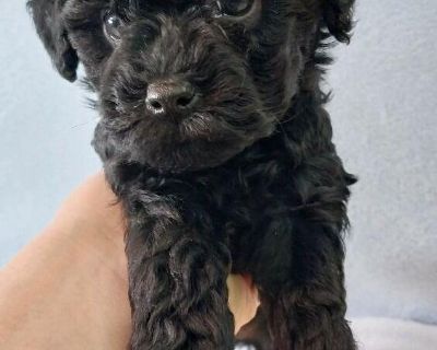 Ckc toy outlet poodle