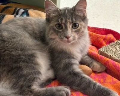 Child. Calico or dilute calico. Hair: short. Microchipped. Hi! I'm Cinderella, a charming cat with a tale of magic. One night, while exploring an enchanting garden, I followed a trail of shimmering lights, thinking they were fireflies. But guess what? They were tiny, magical creatures leading me on an adventure! Before I knew it, I found myself at this shelter, safe but far from home. Here, I'v...