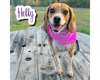 Holly - Beagle/Mixed Breed (Medium) Mix Female Dog for Adoption