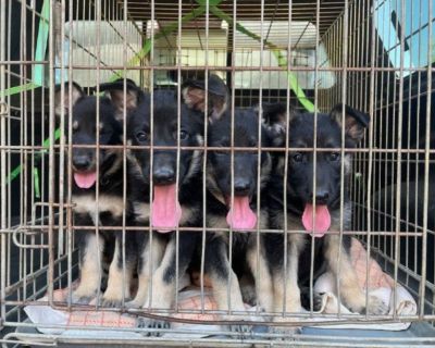 German Shepard Puppies