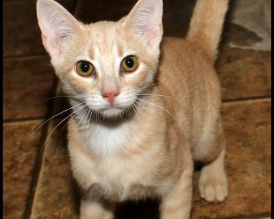 Arlo - American Shorthair Male Cat for Adoption