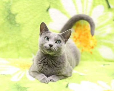 Mina is a sweet, quiet, loving purebred Russian Blue who I adopted in 2020. She is about 7 years old. I moved this year in July to a new apartment and she has been having behavioral issues adjusting to a new environment with my other cat who she's lived with for 5 years before in my old apartment. Mina needs a new home where she is the only cat. She is extremely friendly and affectionate with p...