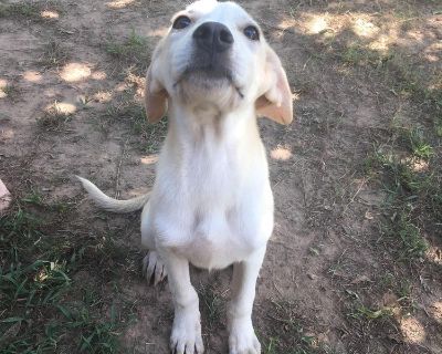 Firefly - Mixed Breed Female Puppy for Adoption