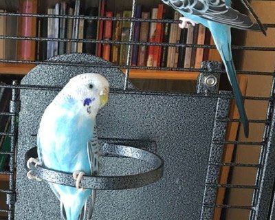 Bird Cage - St Paul, MN Classifieds: Offered