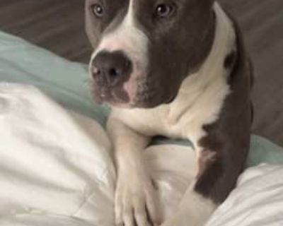 Oliver - American Staffordshire Terrier Male Dog for Adoption