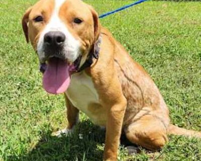Champ - Terrier (Unknown Type, Medium) Male Dog for Adoption