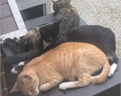 Meet Kit & Callie - Two Sweet Sisters Needing Homes These two beautiful girls are sisters from the same litter as Pip (their brother you may have seen in another post). Both are precious in their own ways and are looking for loving homes where they can feel safe and cherished. Kit: a black-and-white cutie with the sweetest heart. She's warming up so nicely and now loves walking alongside me at ...