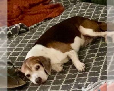 Senior * Location Tampa, FL, 33688 USA USA *. Dog Breed: Beagle. Adoption Fee: $200. Coco (Coco Bean) is shy gentleman. He is blind in one eye and possibly has limited vision in the other eye. Coco would do best in a home with another dog to help with his confidence. He is a total sweetheart and is still learning to accept love and affection. He wants to be in the same room with his person, and...