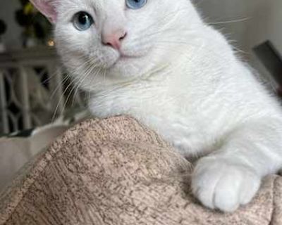 Pippa - Turkish Van Female Cat for Adoption