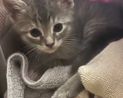 Princess - American Shorthair Female Cat for Adoption