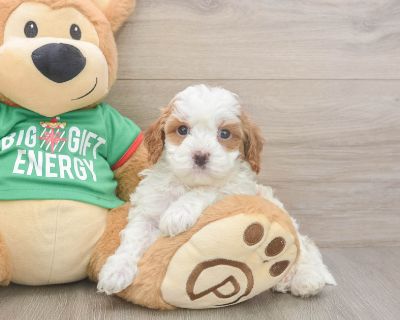 Meet Walker, our 5-week old Doodle Male Cavapoo Puppy. He is 2lb 10oz @ 5.6 weeks and estimated to grow to 14-20 lbs. Cavapoos are Intelligent, Loving, Social. Age 5 weeks Birth Date 10/10/2025 Gender Male Current Weight 2lb 10oz @ 5.6 weeks Est Adult Weight 14-20 lbs Registry n/a Vaccinations Up-To-Date On All Shots Vet Inspection (inspected at 8 wks). Cavapoo Breed Info The Cavapoo, also refe...