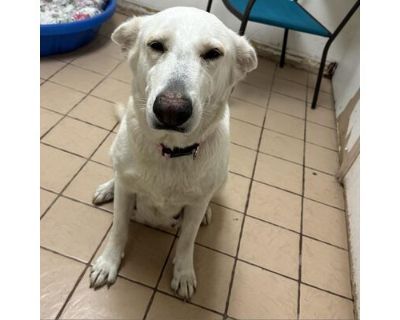 Suzie Q - German Shepherd Dog/Labrador Retriever Mix Female Dog for Adoption