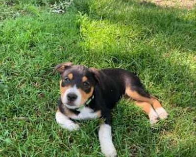 Reese - Cattle Dog Female Puppy for Adoption