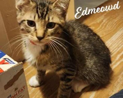 Edmeowd Manet #artist-colony - Domestic Shorthair Male Cat for Adoption