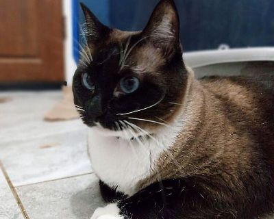 Meet Millie 9367, a Petstablished Siamese Cat