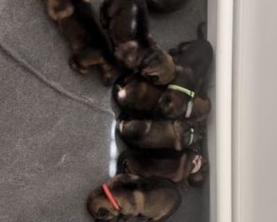 1 Male and 7 Female German Shepherd Dog Puppies for Sale