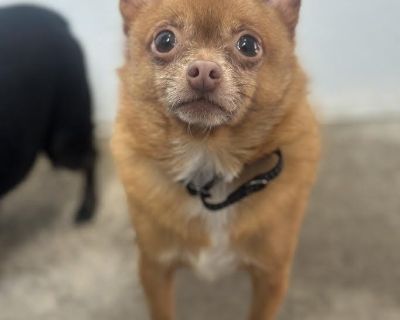 Meet Tadpole! This sweet boy was recently surrendered through no fault of his own and is now ready for a fresh start. Tadpole is a smart and curious pup who can be a little shy when meeting new people, but once he warms up, his playful and energetic personality shines through. He loves to be outside and would thrive with a family who can keep his mind and body busy. Tadpole is open to meeting s...