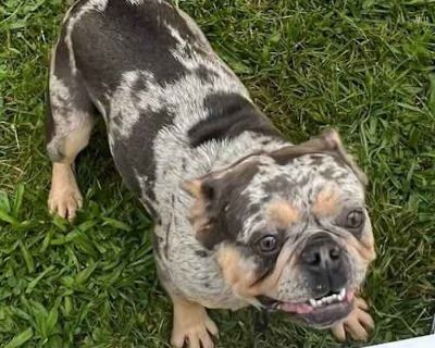 Samantha - French Bulldog Female Dog for Adoption